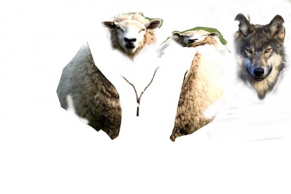 Creation of Wolf in Sheeps clothing!: Step 1
